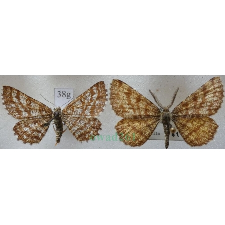 Ematurga atomaria (Linnaeus, 1758) pair Poproch pylinkowiak Czech38g